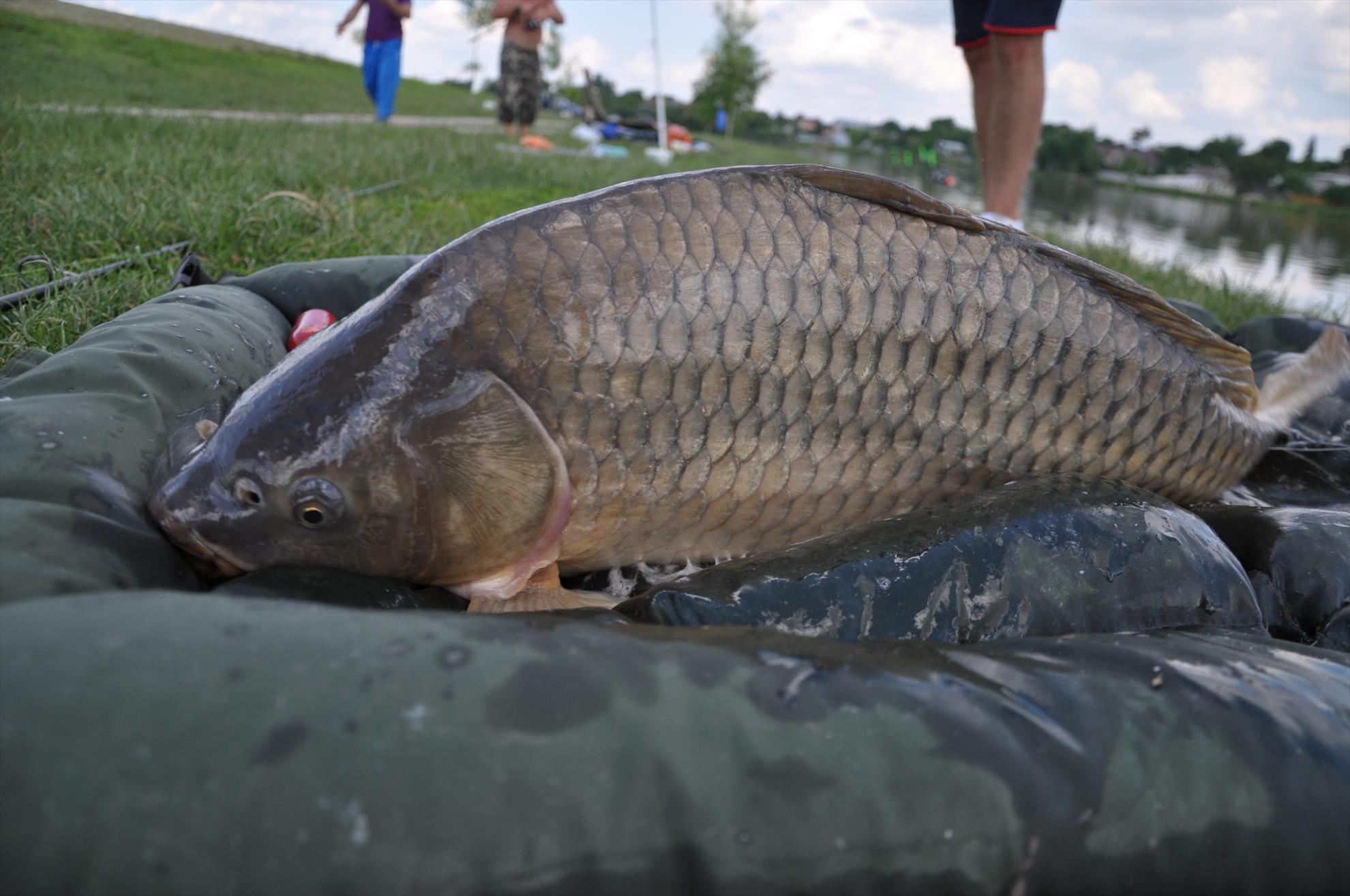 MV 2/3- 09/06/2013 - dsc0044.JPG